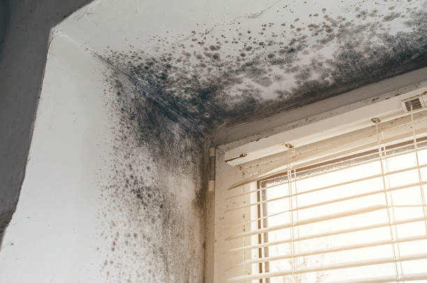 Affordable Mold Remediation solutions in Carrsville, VA